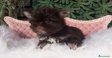 Yorkshire Terrier perros - Anuncio 8