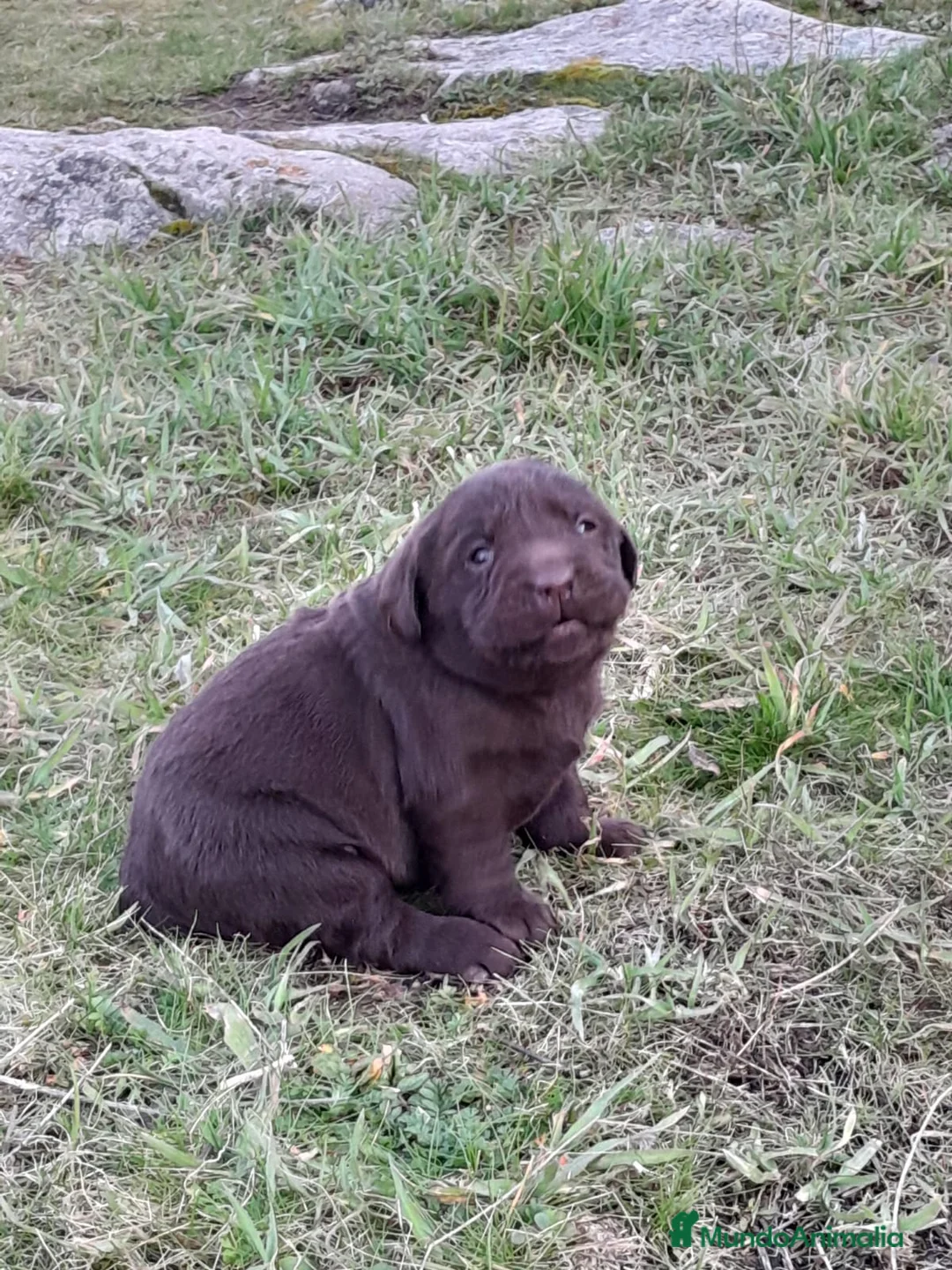 Labrador Retriever perros en venta: Camadas de Labrador color Chocolate en Granada - Anuncio 14