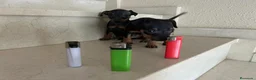 Pinscher Miniatura perros en venta: Mini pincher - Anuncio 11