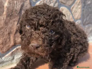 Perro de Agua Español perros Perros de agua listos para entregar! - Anuncio 3