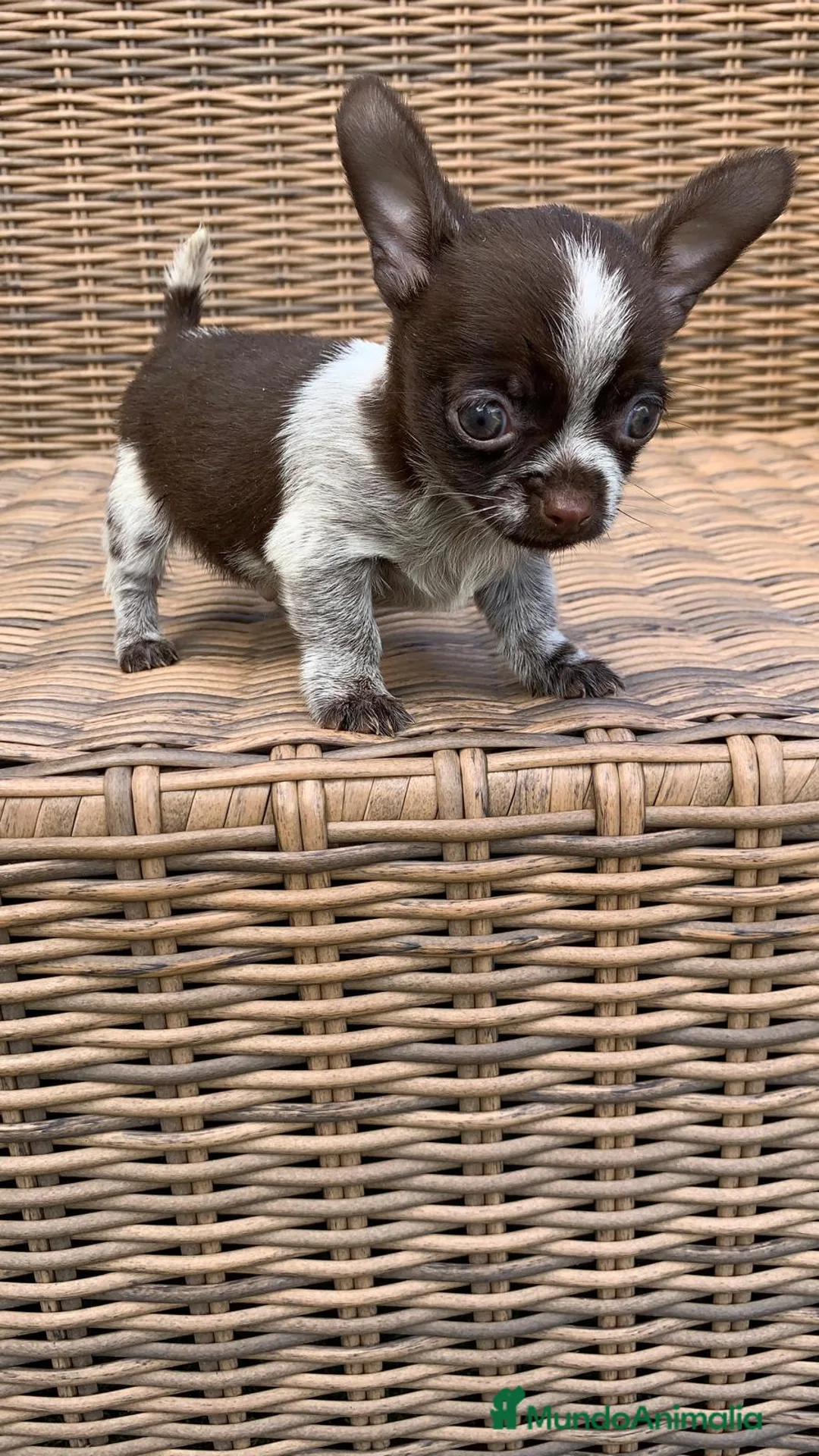 Chihuahua perros en venta: Chihuahuas  en Illes Balears - Anuncio 19