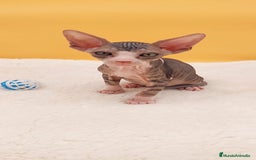 Sphynx gatos en venta: Preciosa camada de gatitos sphynx  - Imagen 20