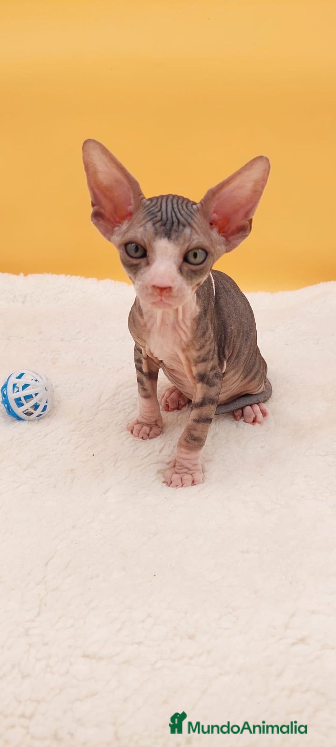 Sphynx gatos en venta: Preciosa camada de gatitos sphynx  - Imagen 20