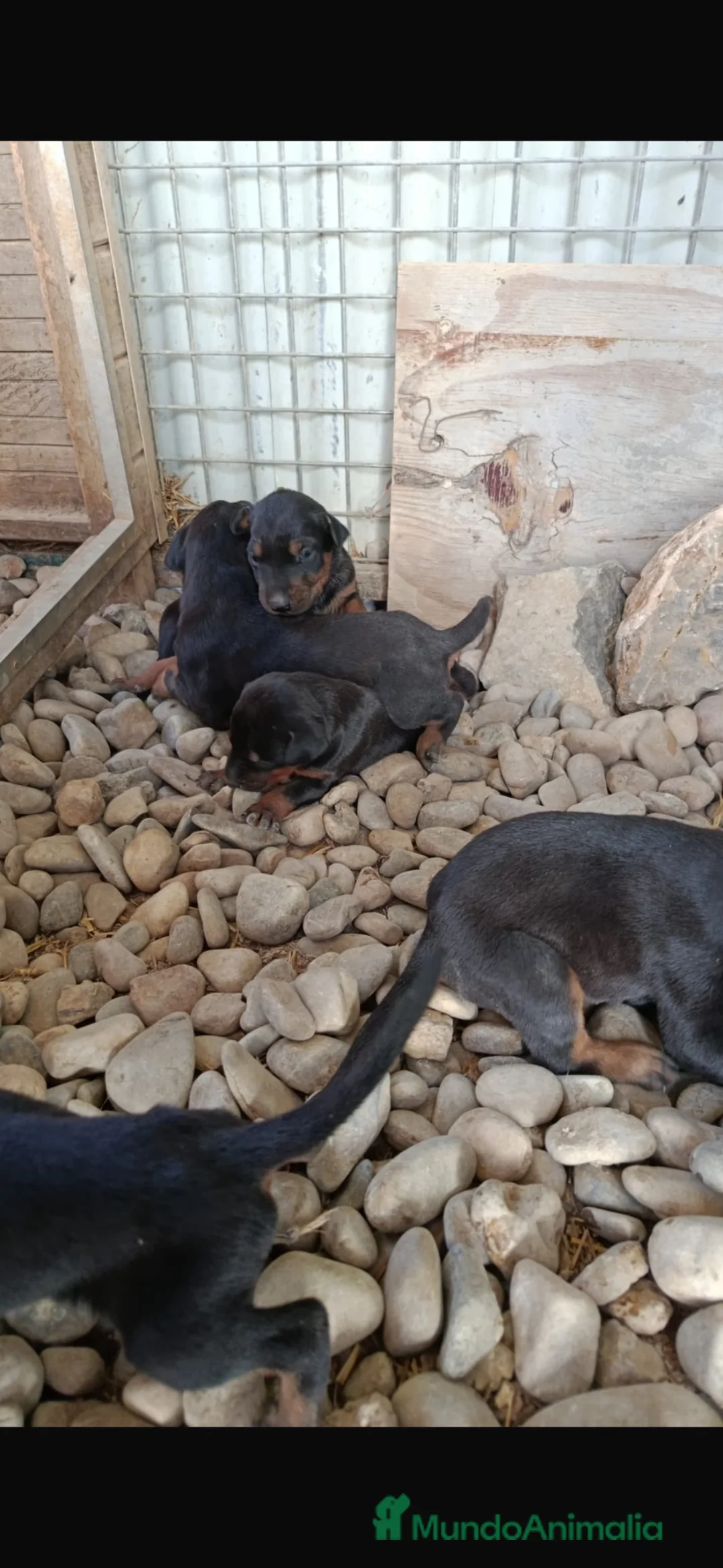 Dobermann perros en venta: Doberman disponibles 🐶🐾 en Córdoba - Anuncio 2