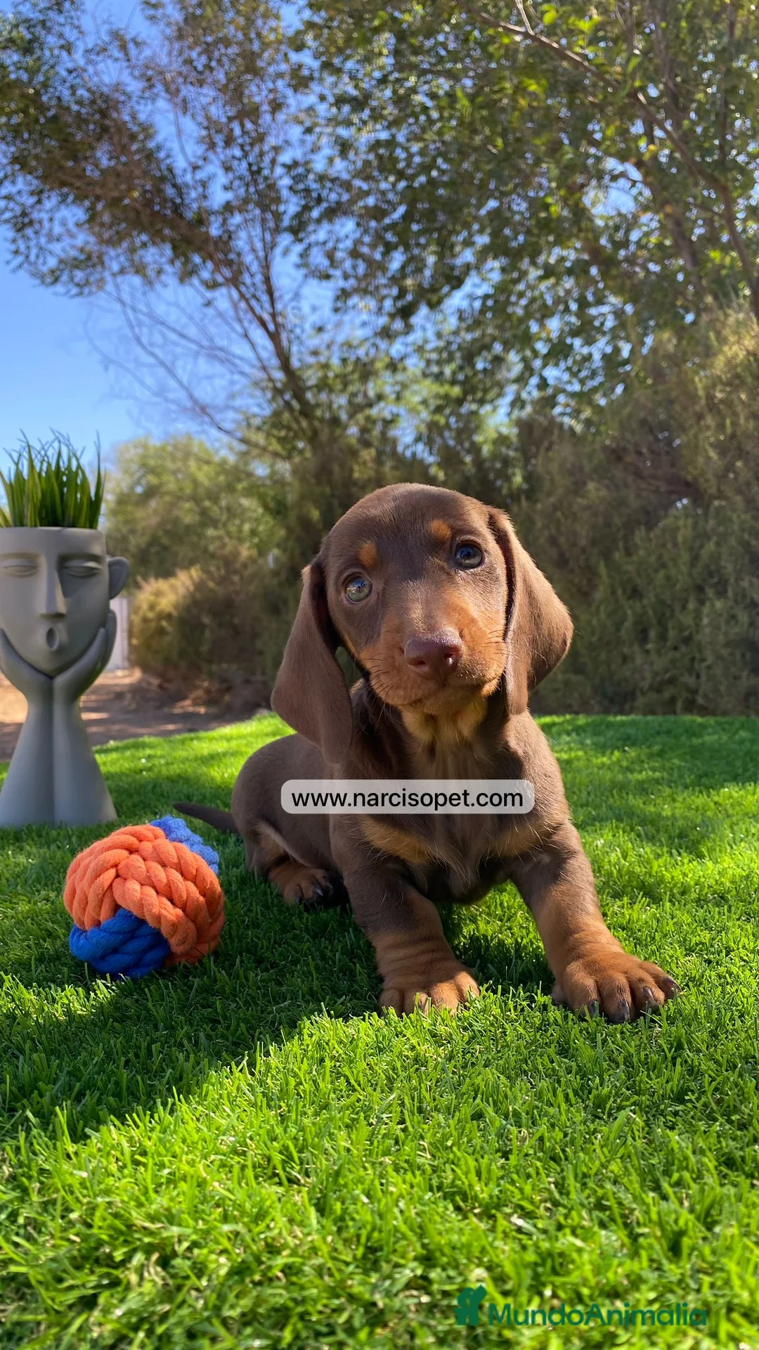 Teckel Miniatura perros en venta: VENTA DE TECKEL CHOCOLATE - Anuncio 3