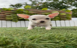 Chihuahua perros en venta: CHIHUAHUA HEMBRA BLANCA - Imagen 3