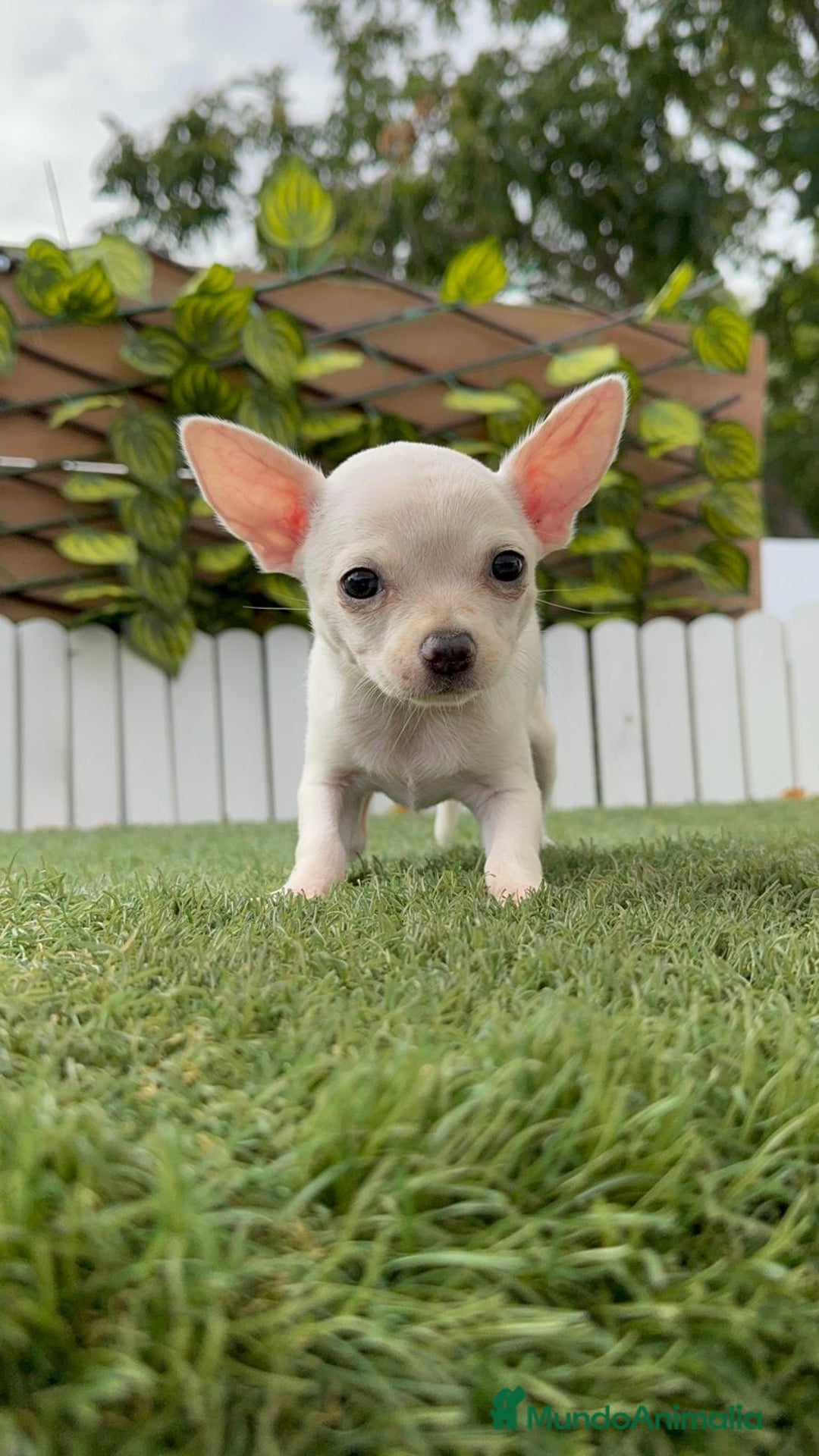 Chihuahua perros en venta: CHIHUAHUA HEMBRA BLANCA - Imagen 3