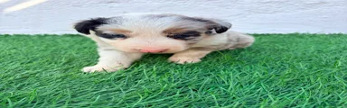 Border Collie 1