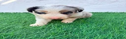 Border Collie perros en venta: Border Collie tricolor merle blue chocolate - Anuncio 11