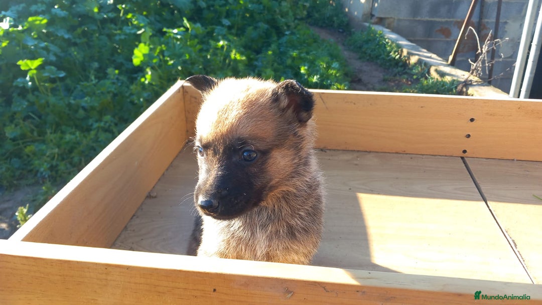 Pastor Alemán perros en venta: Pastor alemán de trabajo  - Anuncio 7