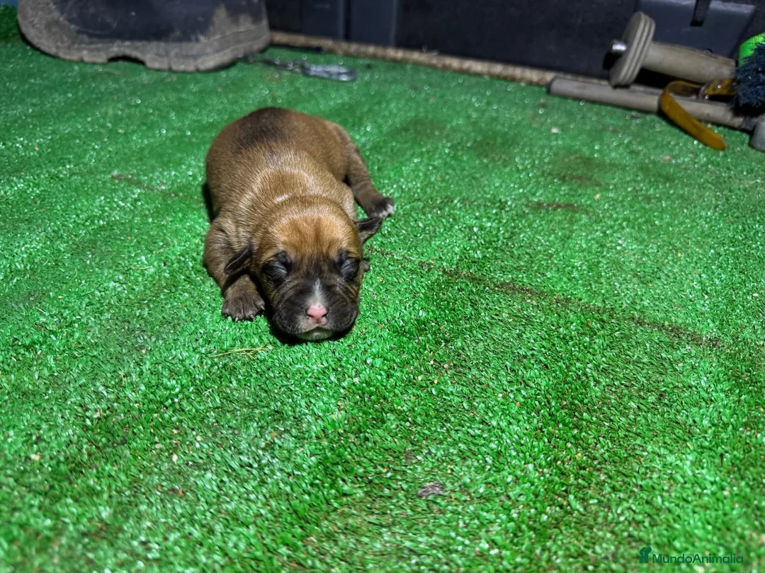 American Staffordshire-Terrier perros en venta: Cachorros de American Staffordshire  terrier  - Anuncio 8