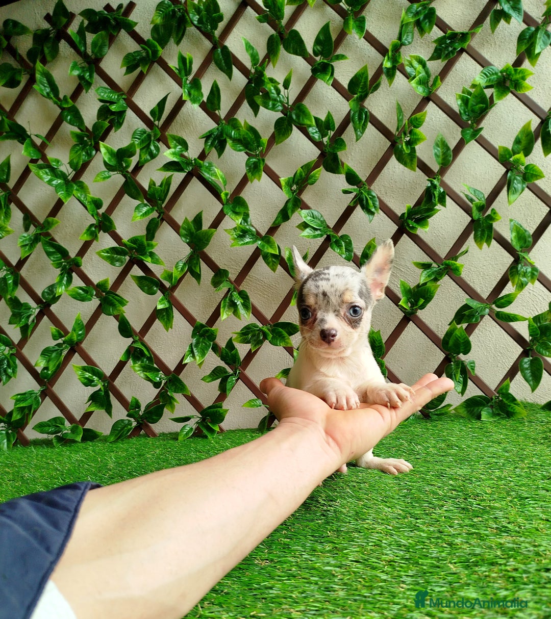 Chihuahua perros en venta: Chihuahua Toy  - Anuncio 4
