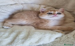 Británico de Pelo Corto gatos en venta: British Golden Chinchilla - Imagen 3
