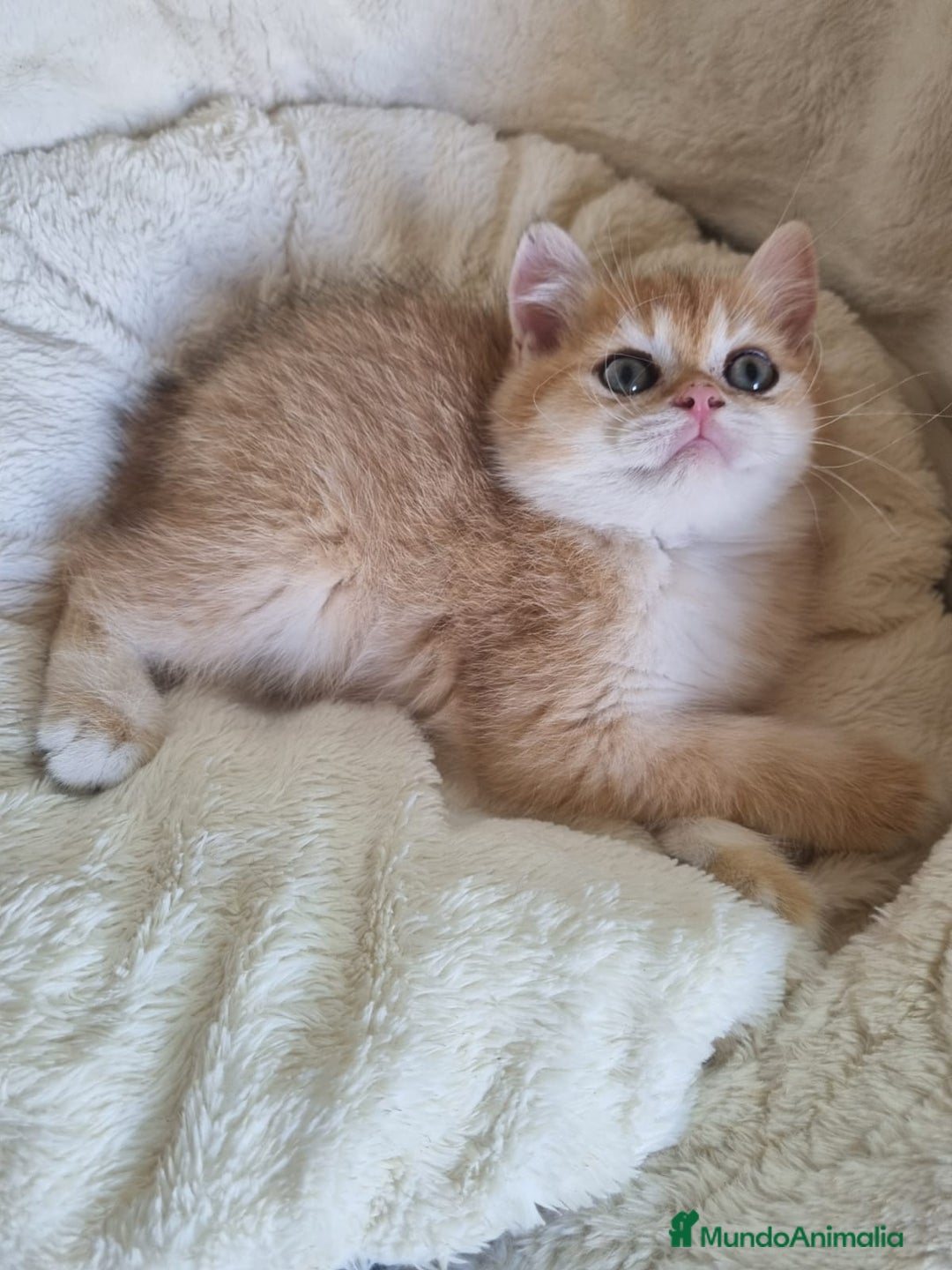 Británico de Pelo Corto gatos en venta: British Golden Chinchilla - Imagen 3