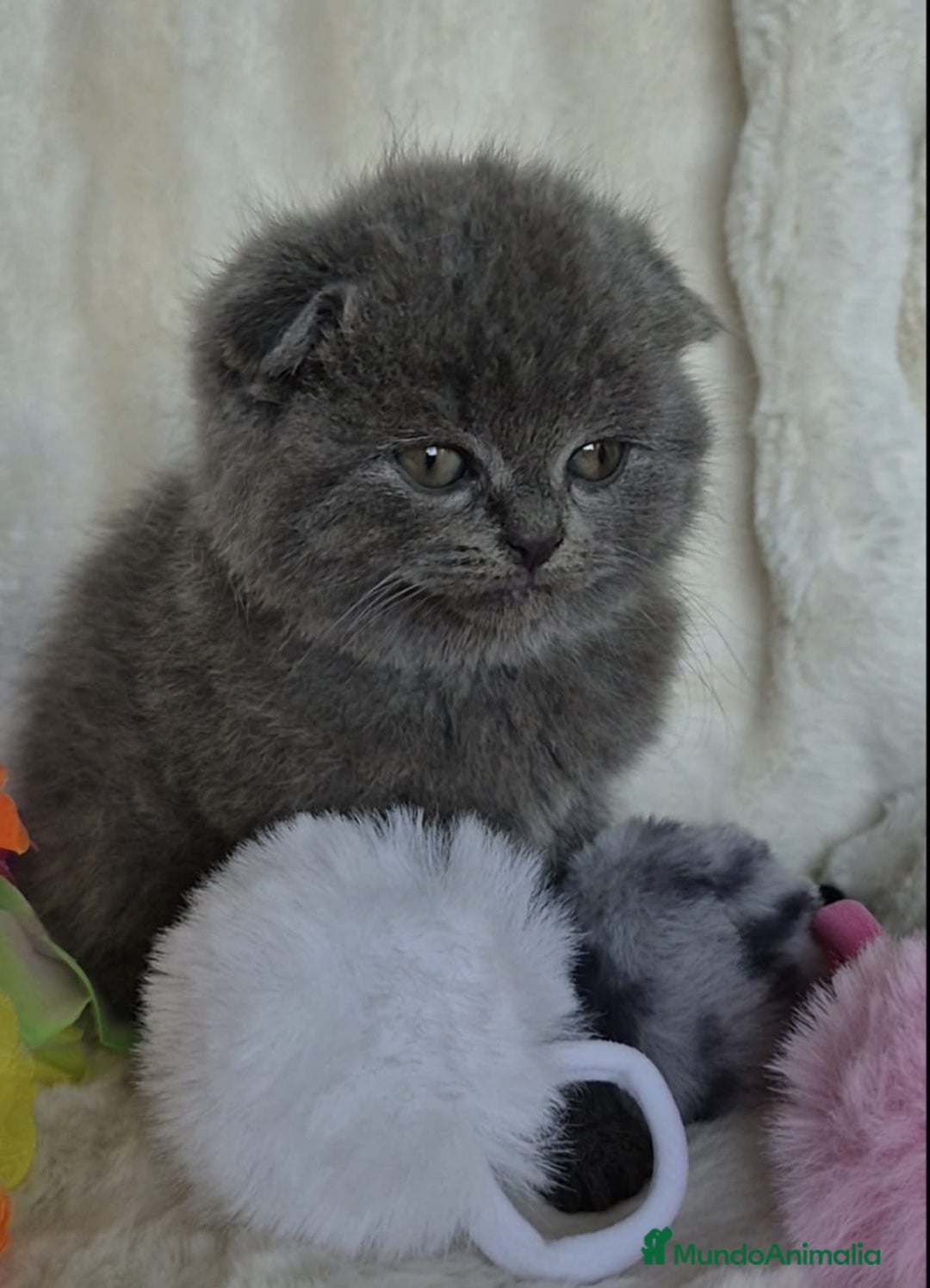 Británico de Pelo Corto Azul gatos en venta: Brithis Blues disponibles gatitos  - Anuncio 2