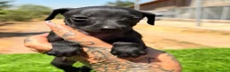 Pequeño Lebrel Italiano perros en venta: Piccolo italiano  - Anuncio 4