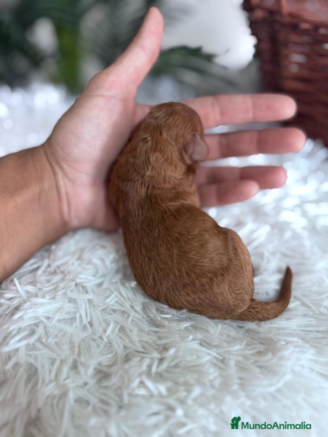 Caniche Toy perros en venta: CANICHE TOY ROJA - Imagen 8