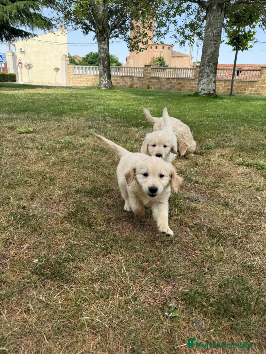 Golden Retriever perros en venta: CAMADAS DE GOLDEN RETRIEVER - Anuncio 5