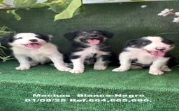 Border Collie perros en venta: Border Collie De Villa Biznaga - Imagen 10