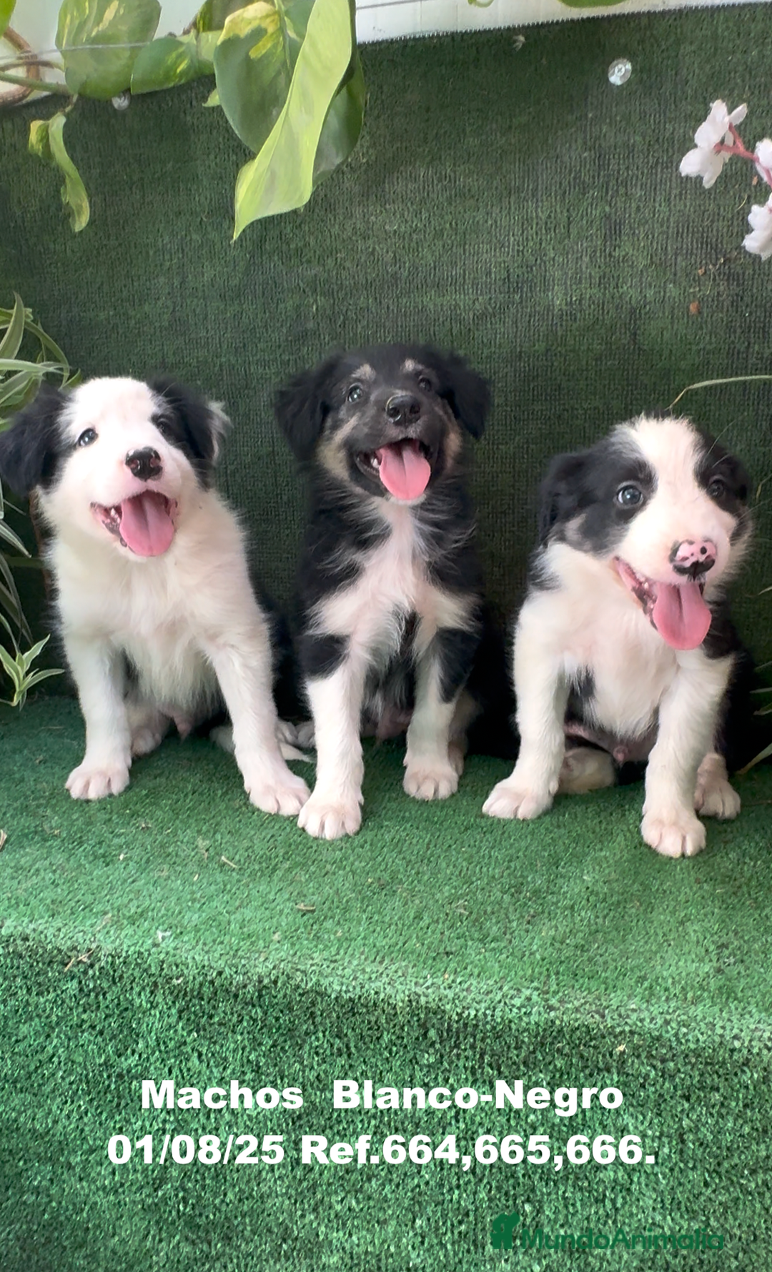 Border Collie perros en venta: Border Collie De Villa Biznaga - Imagen 10