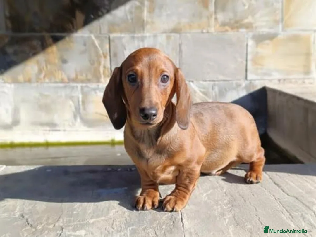 Teckel perros en venta: Cachorros de Teckel - Anuncio 1