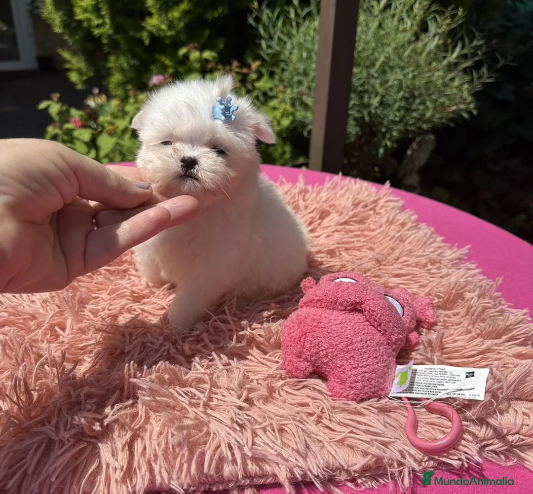 Bichón Maltés perros en venta: Bichon maltés hembra toy ‼️ - Anuncio 1