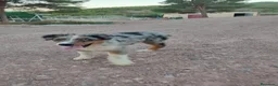 Pastor Australiano perros en venta: PASTOR AUSTRALIANO  - Anuncio 7