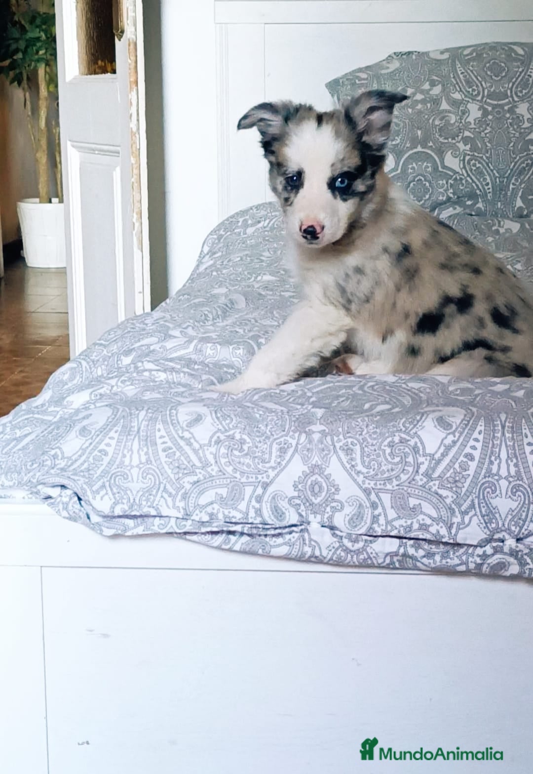 Border Collie perros en venta: Urge venta cachorro border collie  - Anuncio 1