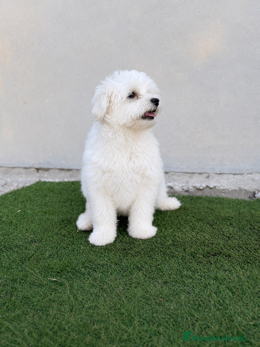 Bichón Maltés perros Bichon maltés disponible!!🐶🐾 - Anuncio 2