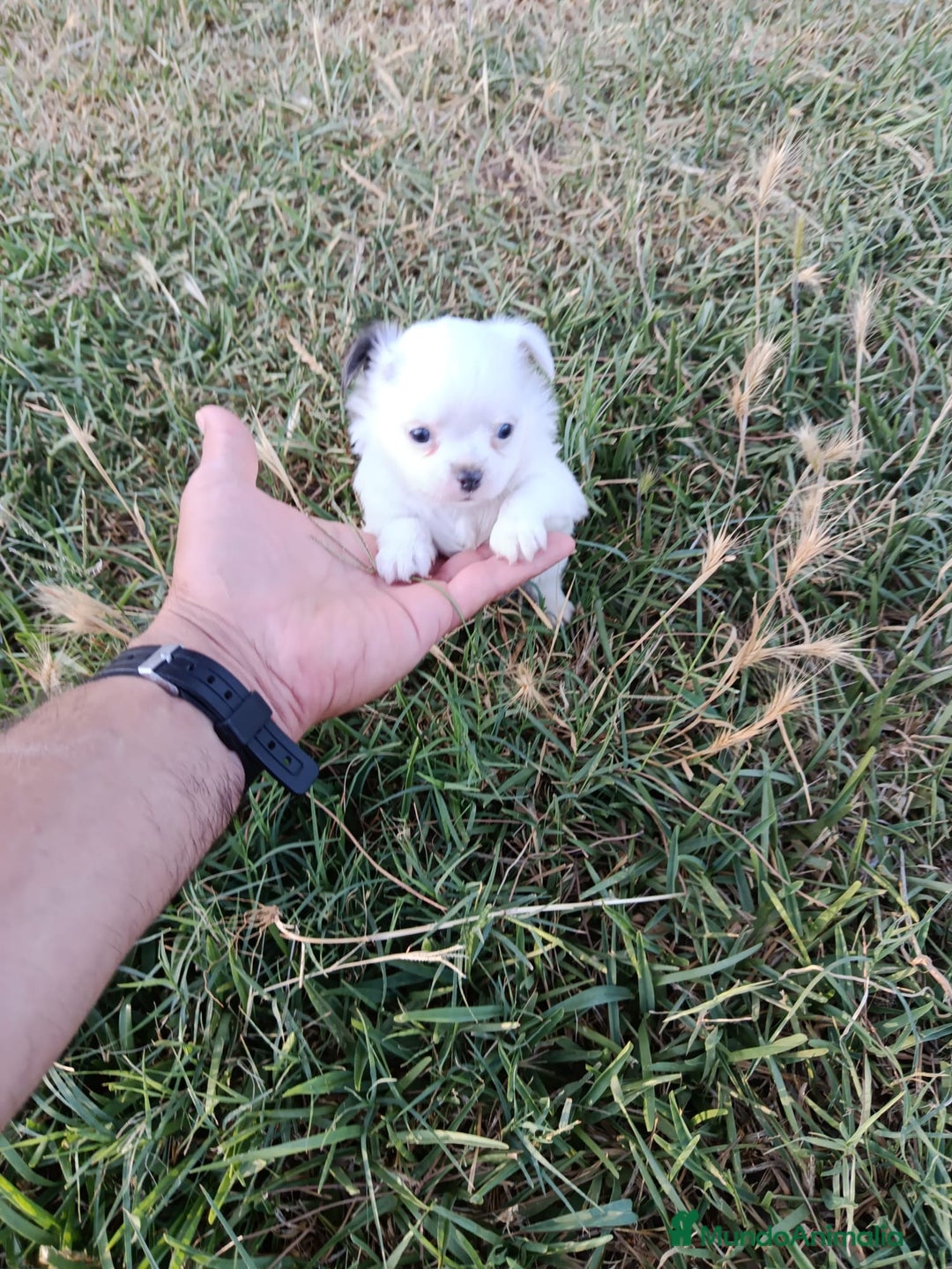 Chihuahua perros en venta: 🐶✨ Cachorros Chihuahua de Línea Exclusiva ✨🐶 - Imagen 23