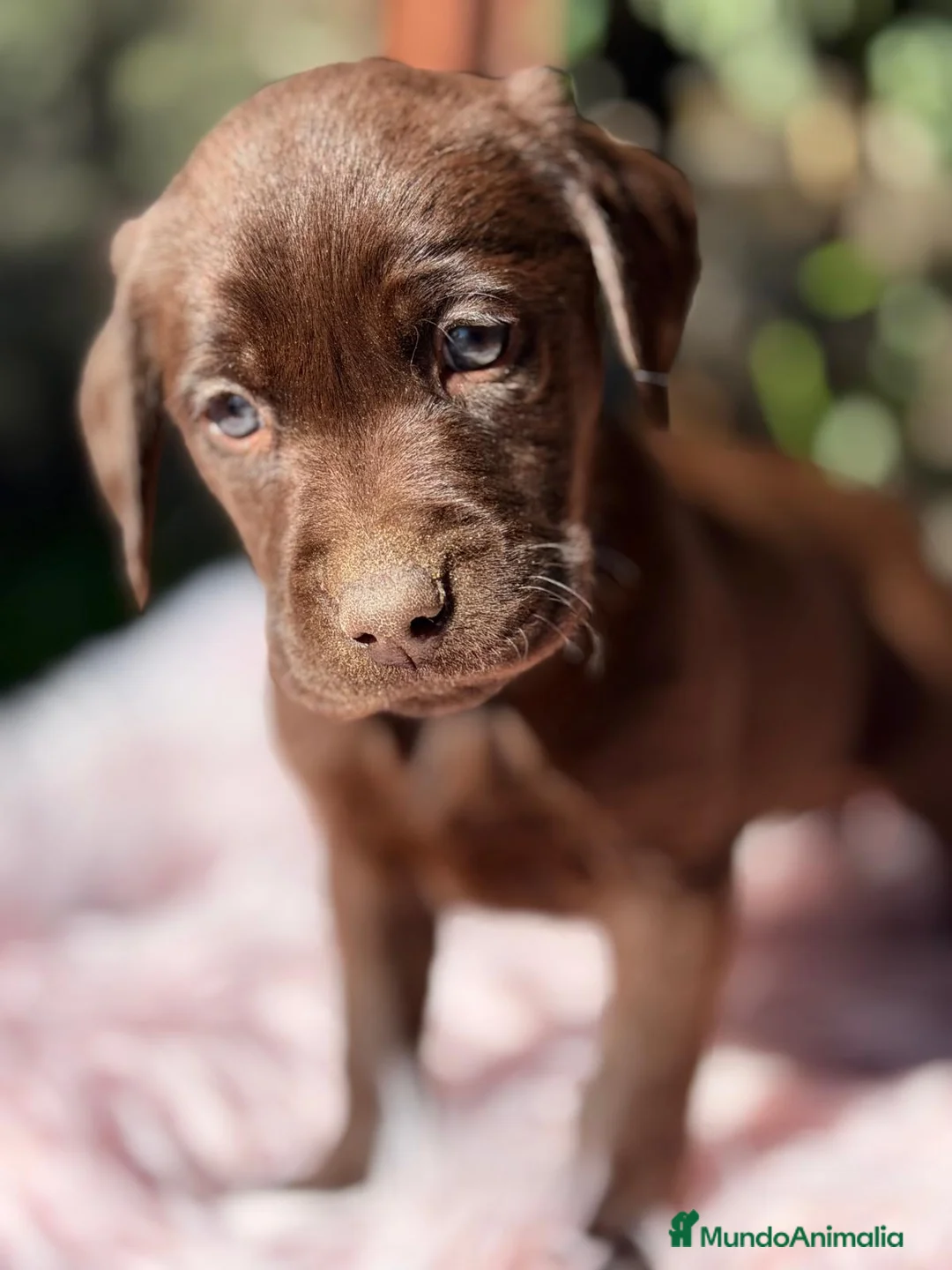 Labrador Retriever perros en venta: LABRADOR RETRIEVER CHOCOLATE  - Anuncio 4