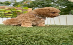 Caniche Toy perros en venta: CANICHE TOY HEMBRA - Imagen 16