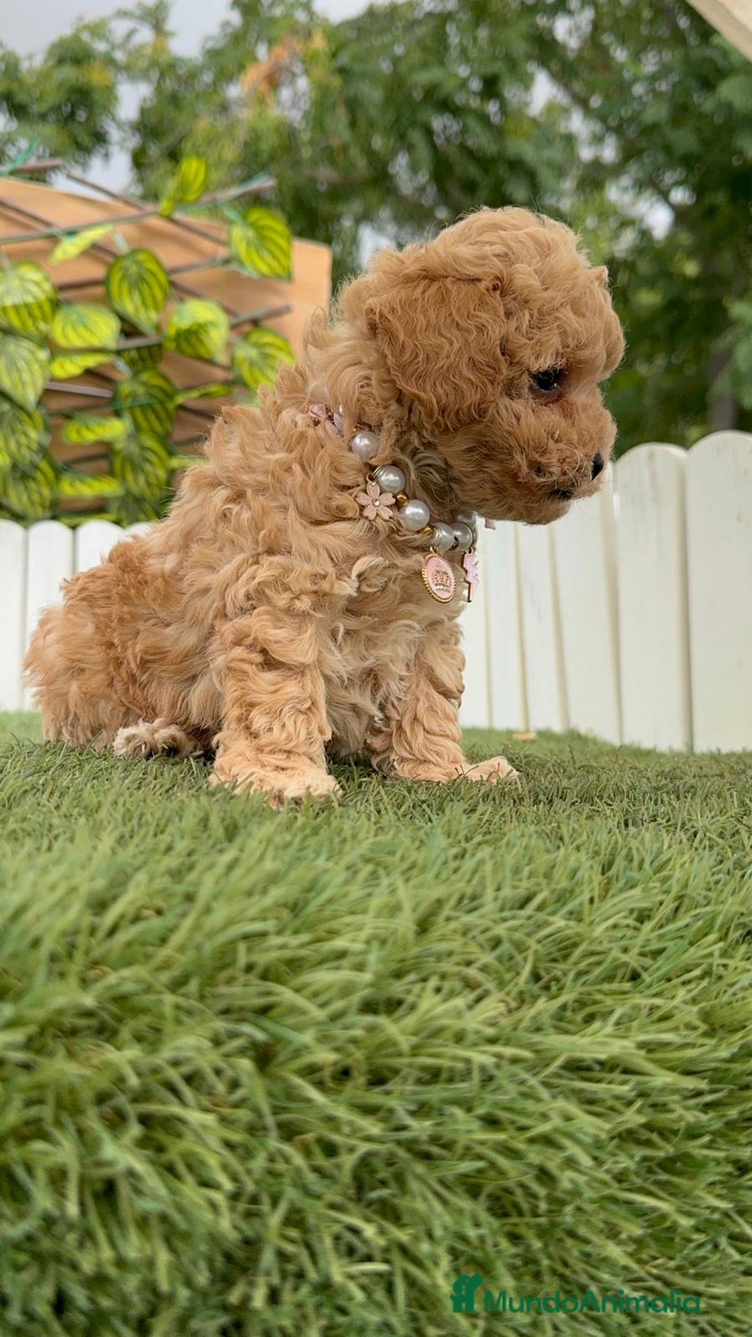 Caniche Toy perros en venta: CANICHE TOY HEMBRA - Imagen 16