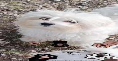 Bichón Maltés perros - Anuncio 2
