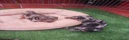 Teckel perros en venta: Teckel  arlequín  - Anuncio 2