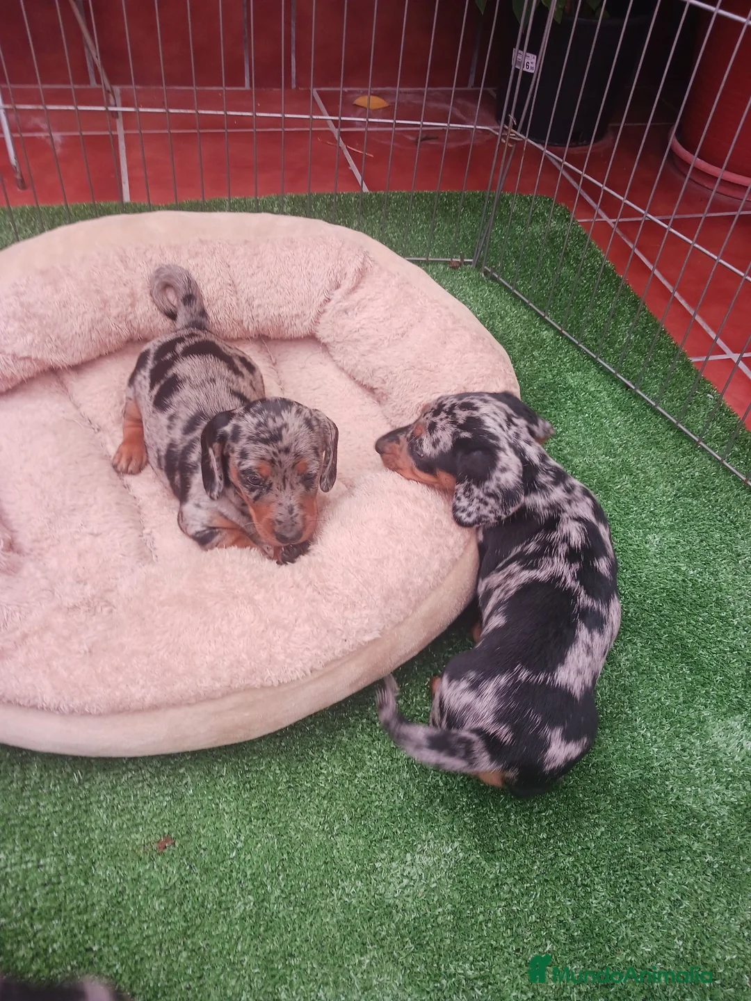 Teckel perros en venta: Teckel  arlequín  - Anuncio 2