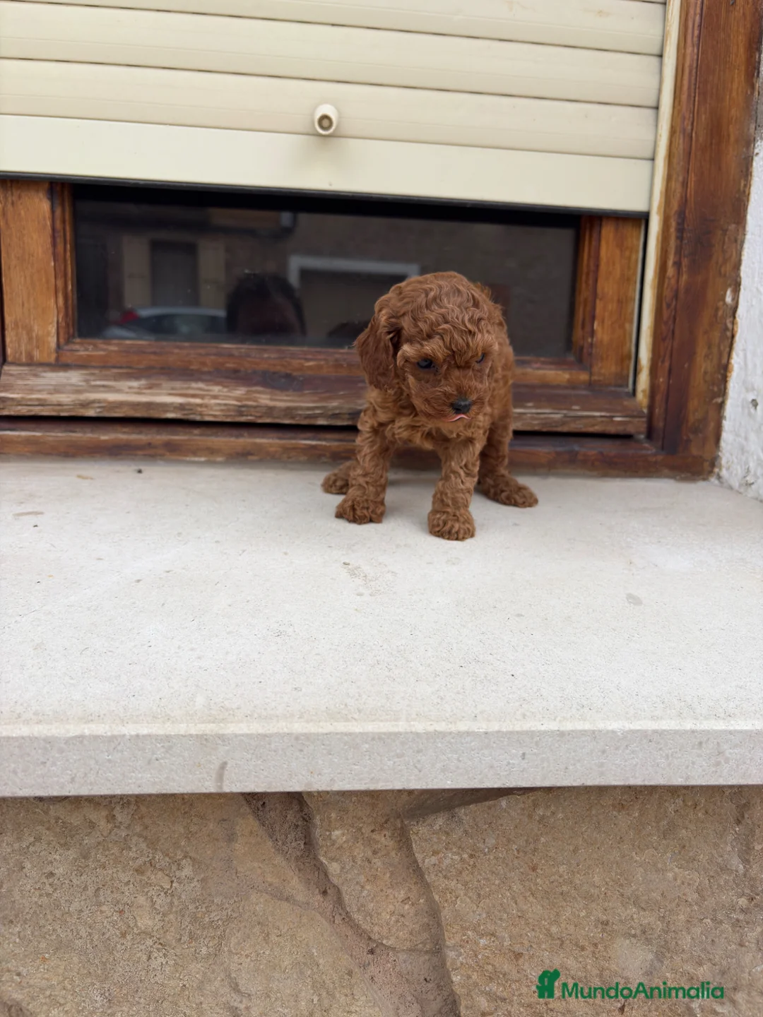 Caniche Toy perros en venta: Caniche Toy roja - Anuncio 4