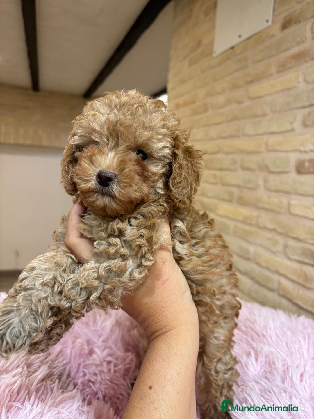 Caniche Toy perros en venta: CANICHE TOY APRICOT ♂️ - Imagen 1
