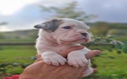 Boxer perros en venta: BOXER HEMBRA BLANCA - Imagen 1