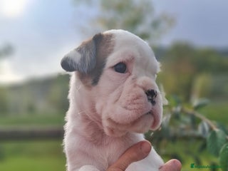 Boxer perros - Anuncio 1