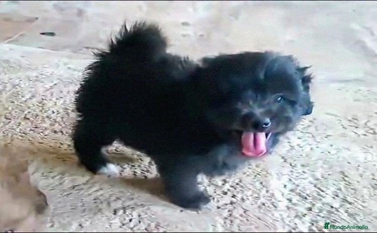 Caniche Enano perros - Propaganda 6