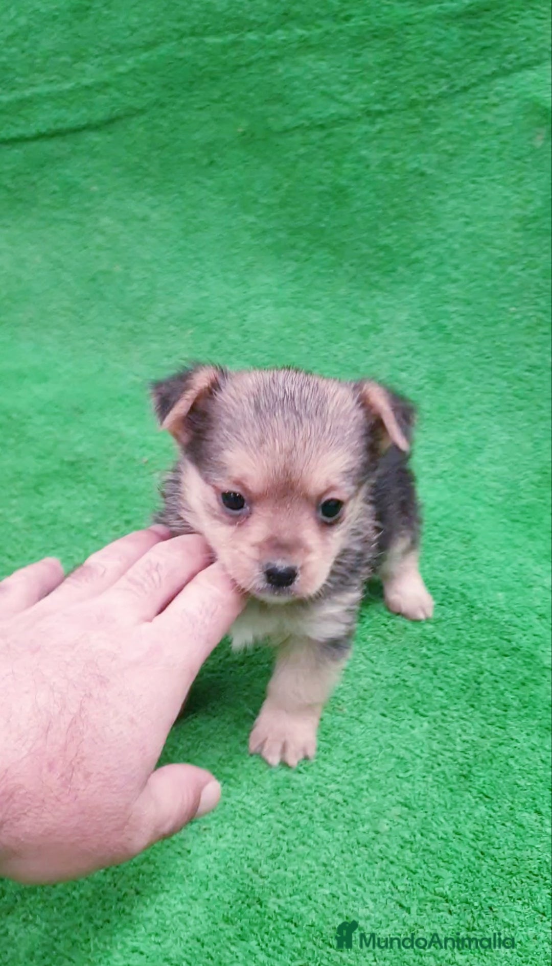 Raza Mixta perros en venta: Mix Yorkshire Terrier toy  - Anuncio 3