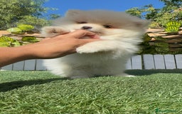 Pomerania perros en venta: POMERANIA MACHO - Imagen 14