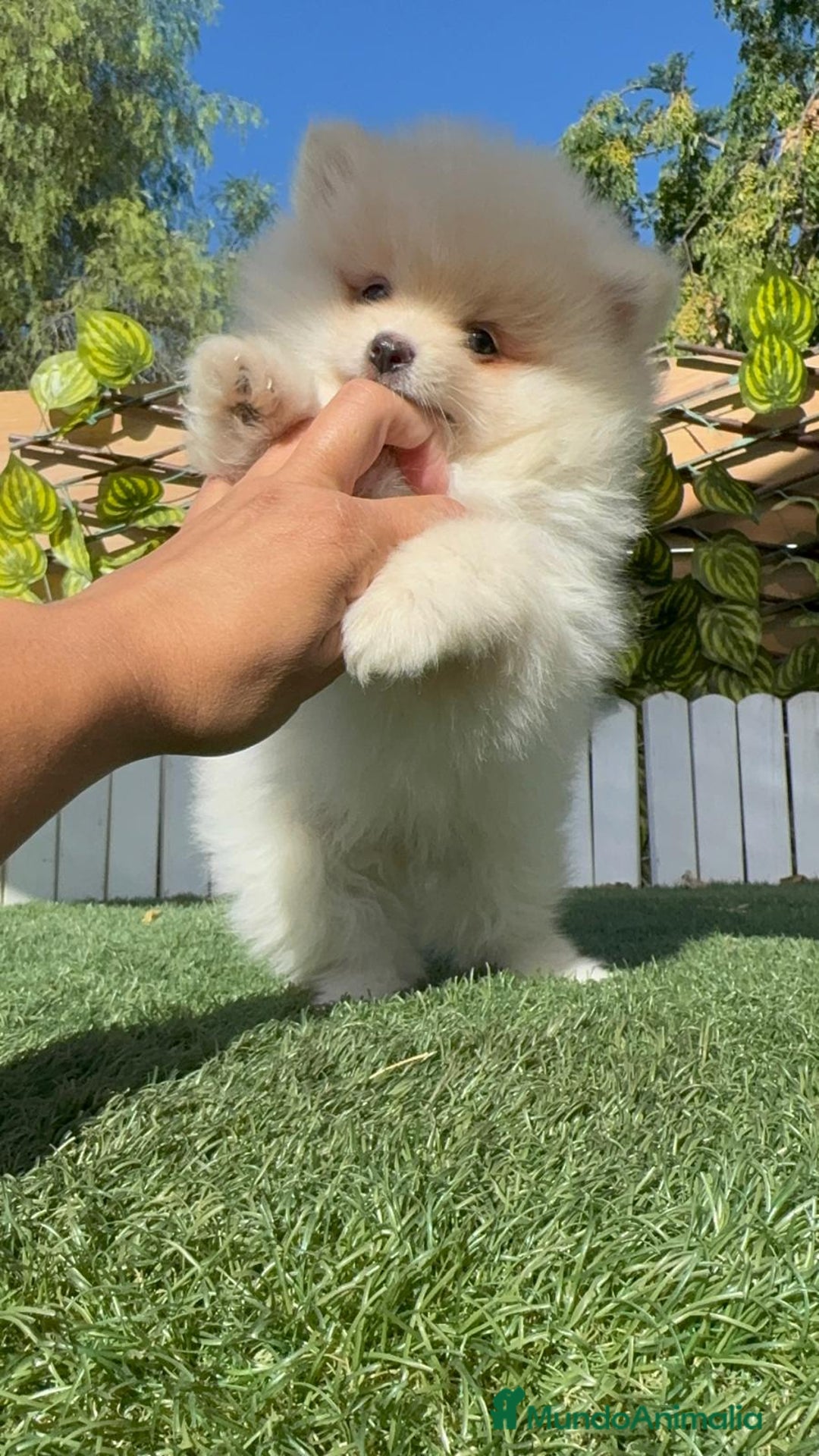 Pomerania perros en venta: POMERANIA MACHO - Imagen 14