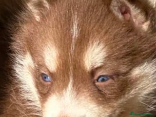 Husky Siberiano perros Haski siberiano chocolate - Anuncio 1