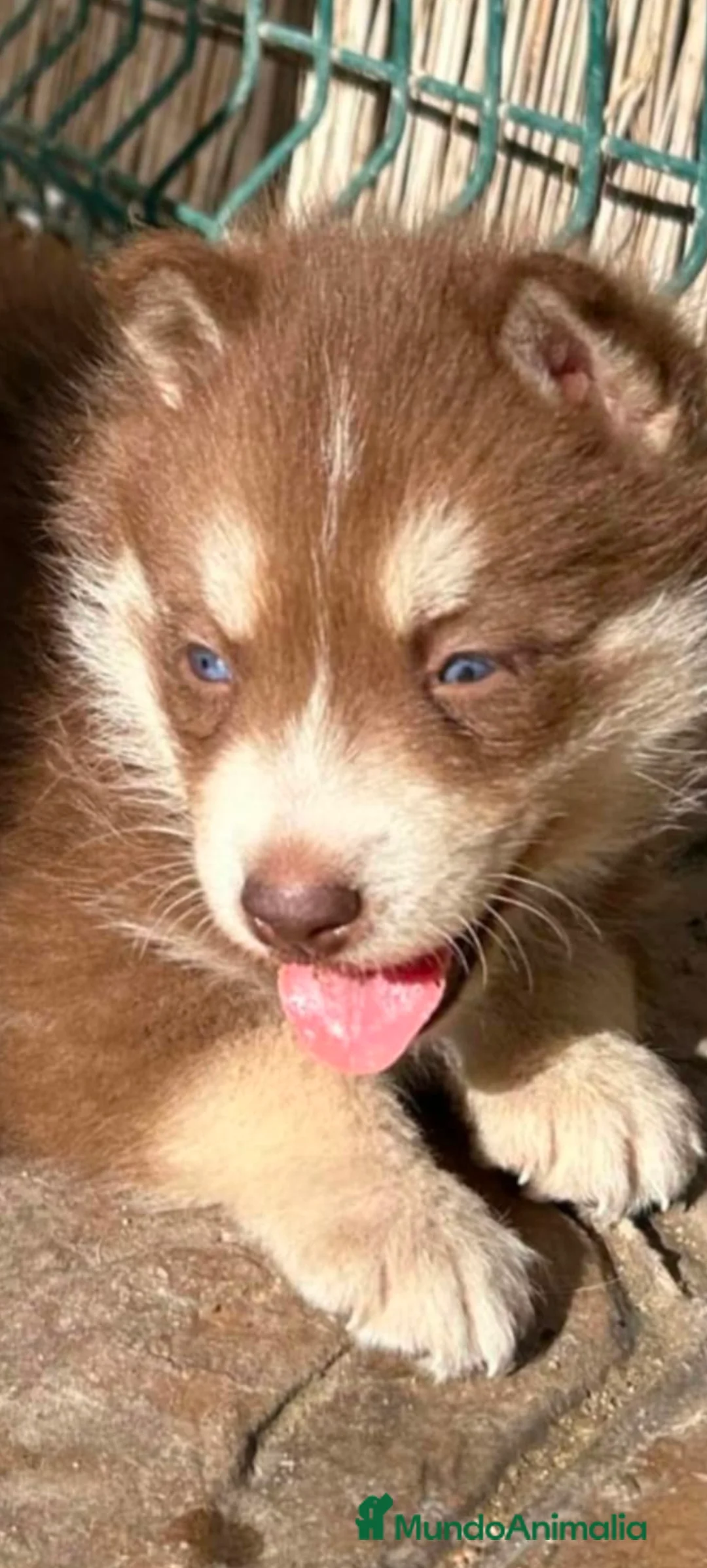Husky Siberiano perros en venta: Haski siberiano chocolate  - Anuncio 1