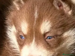 Husky Siberiano perros Haski siberiano chocolate - Anuncio 2