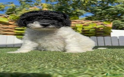 Perro de Agua Español perros en venta: PERRO DE AGUA HEMBRA - Imagen 3