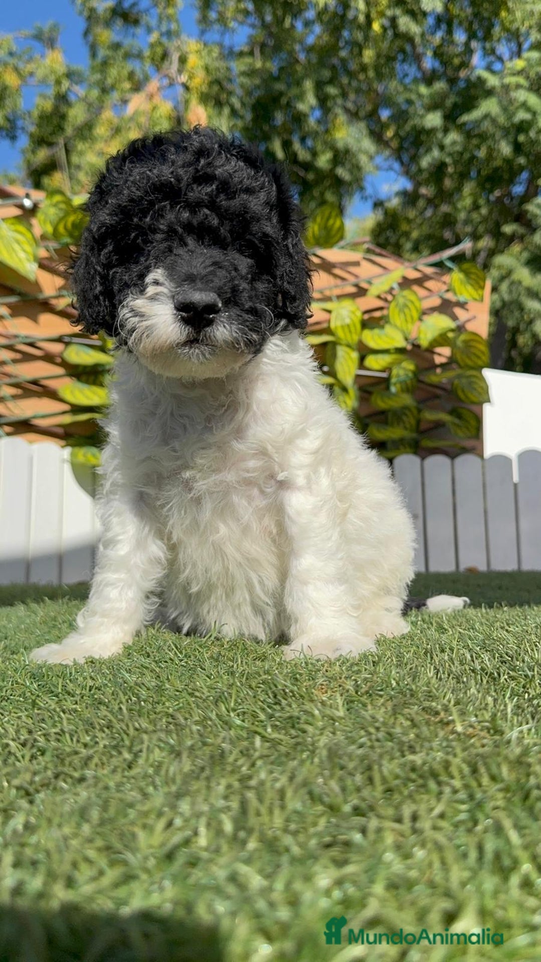 Perro de Agua Español perros en venta: PERRO DE AGUA HEMBRA - Imagen 3