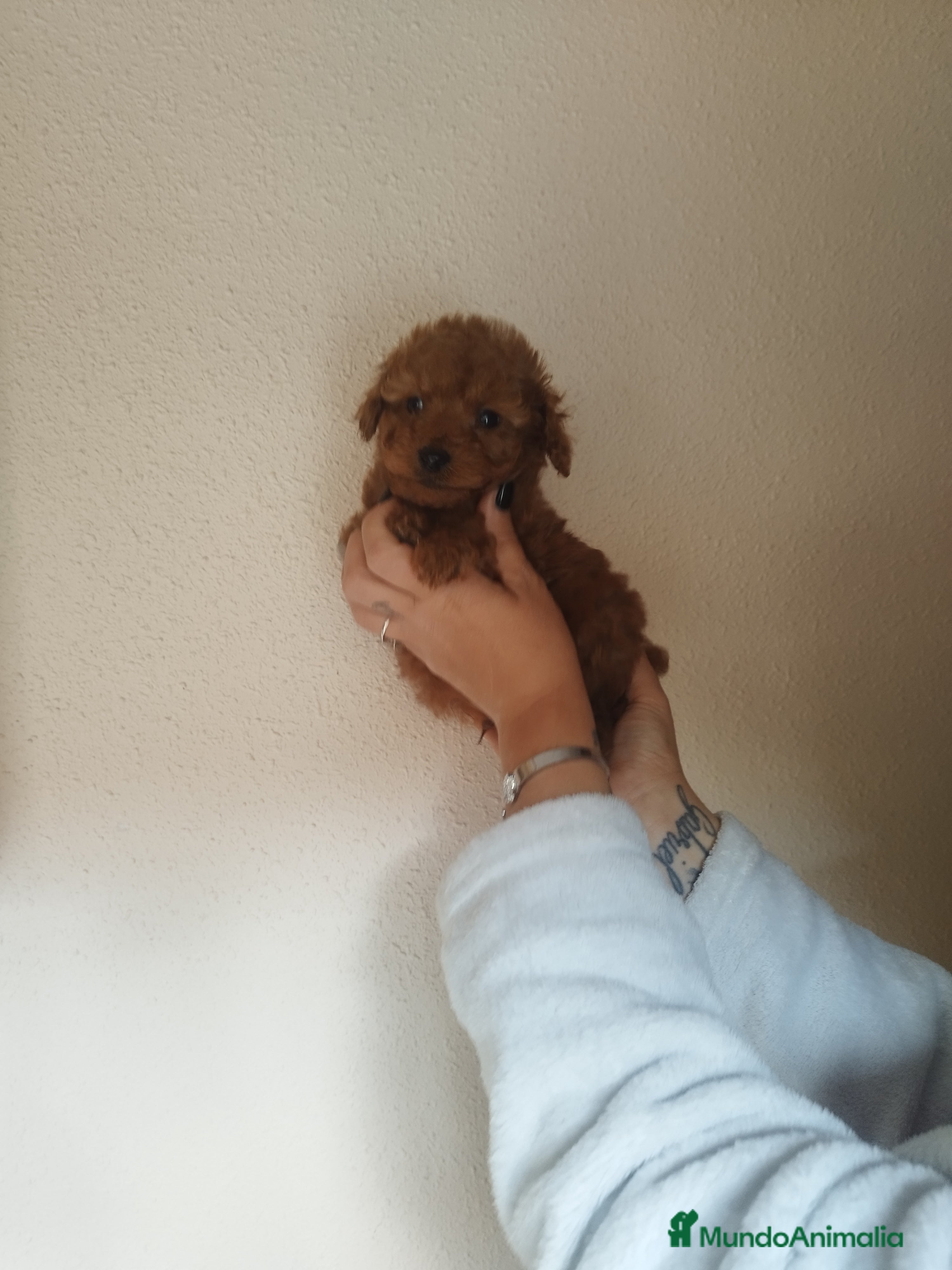 Caniche Toy perros Caniche hembra roja EXCLUSIVAS - Anuncio 6